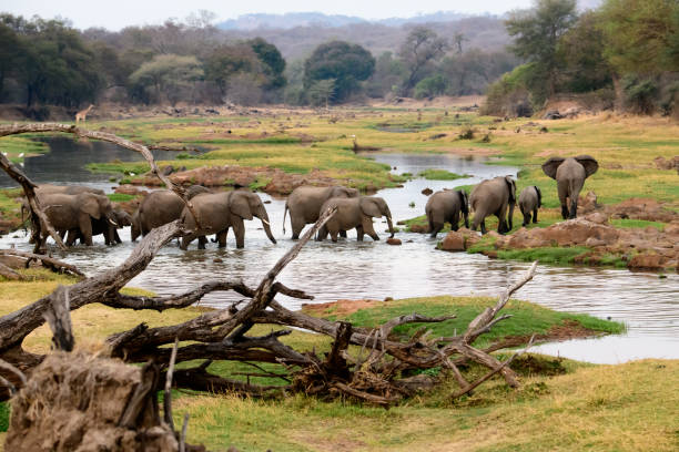 Elephants In Ruaha National Park